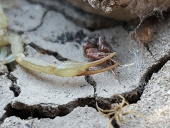 Paravaejovis confusus