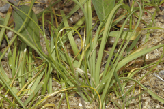 Allium subvillosum
