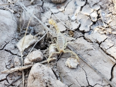 Paravaejovis confusus