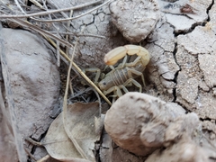 Paravaejovis confusus