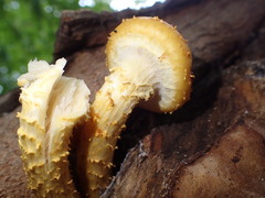 Pholiota limonella image