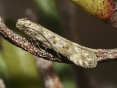 Scrobipalpa