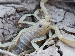 Paravaejovis confusus