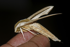 Theretra silhetensis