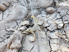 Paravaejovis confusus