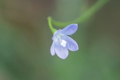 Wahlenbergia fluminalis