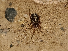 Theridiidae