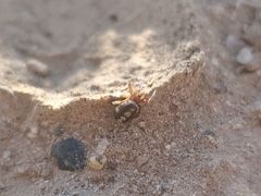 Theridiidae