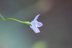 Wahlenbergia fluminalis