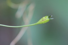 Wahlenbergia fluminalis