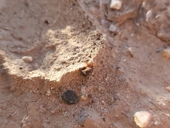 Theridiidae