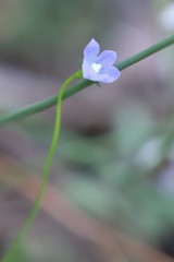 Wahlenbergia fluminalis