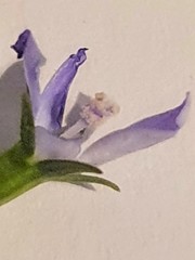 Wahlenbergia fluminalis