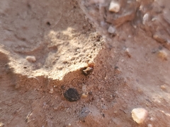 Theridiidae