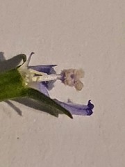 Wahlenbergia fluminalis