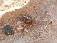 Theridiidae