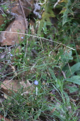 Wahlenbergia fluminalis