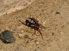Theridiidae