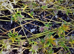 Actinotus gibbonsii
