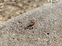 Theridiidae
