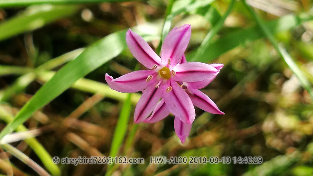 Allium Subg. Caloscordum