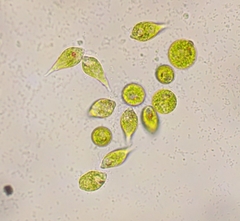 Euglena viridis