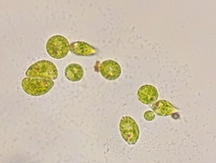 Euglena viridis