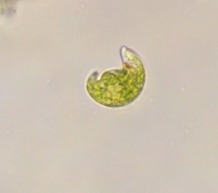 Euglena viridis