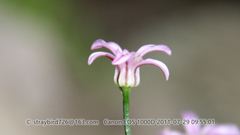 Allium neriniflorum