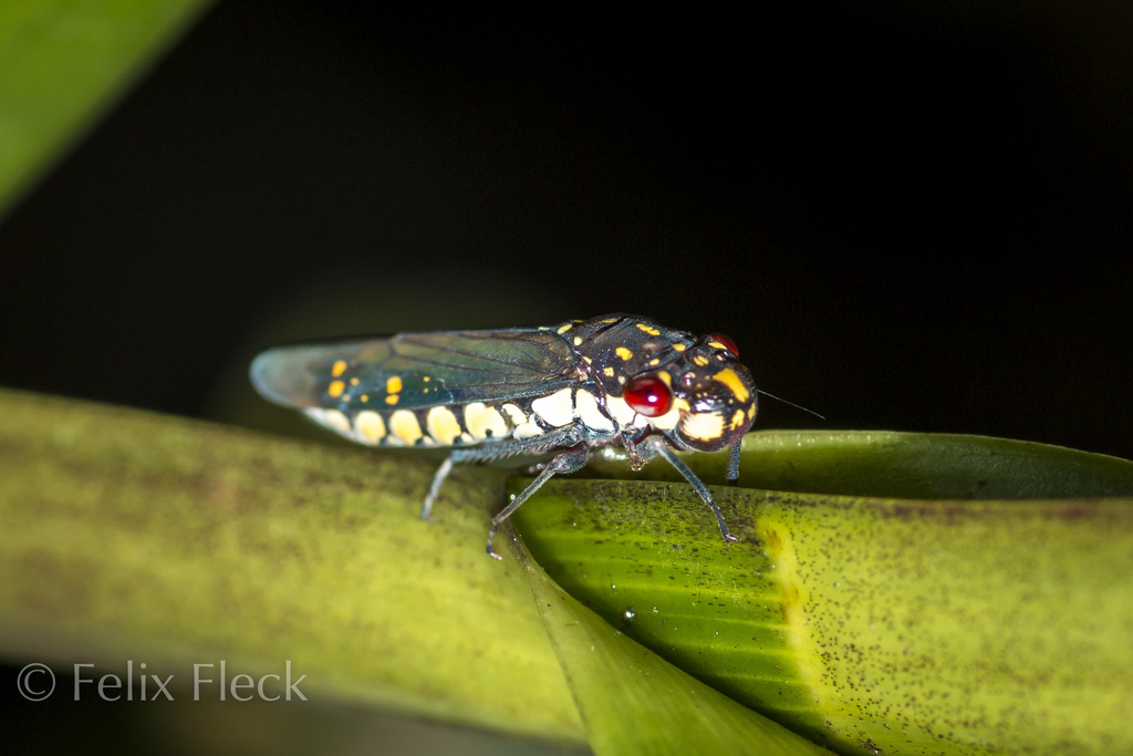 Egidemia inflata