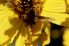 Bombylius diegoensis