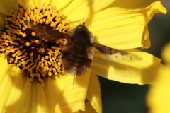 Bombylius diegoensis