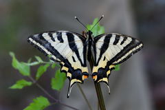 Papilio alexanor