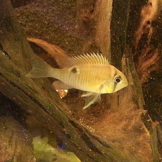 Cupid Cichlid