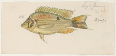 Cupid Cichlid photo 2