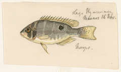 Cupid Cichlid photo 3