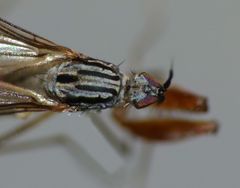 Chelipoda cornigera