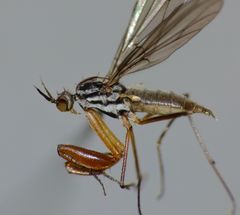 Chelipoda cornigera