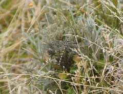 Austroaeschna flavomaculata