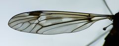 Leptotarsus lunatus