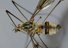 Leptotarsus lunatus