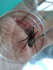 Kukulcania hibernalis