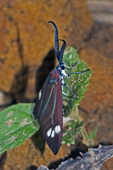 Cyclosia papilionaris