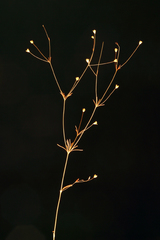 Linanthus harknessii