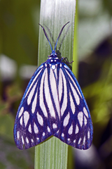 Cyclosia papilionaris