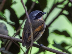 Batis mixta