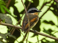 Batis mixta