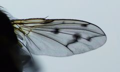 Heteria appendiculata