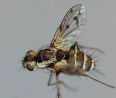 Heteria appendiculata