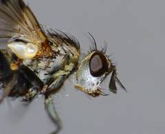 Heteria appendiculata